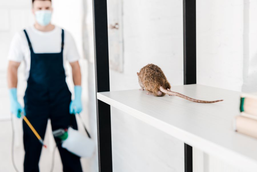 Rágcsálók elleni hatékony védekezés: Útmutató az egér- és patkányirtáshoz